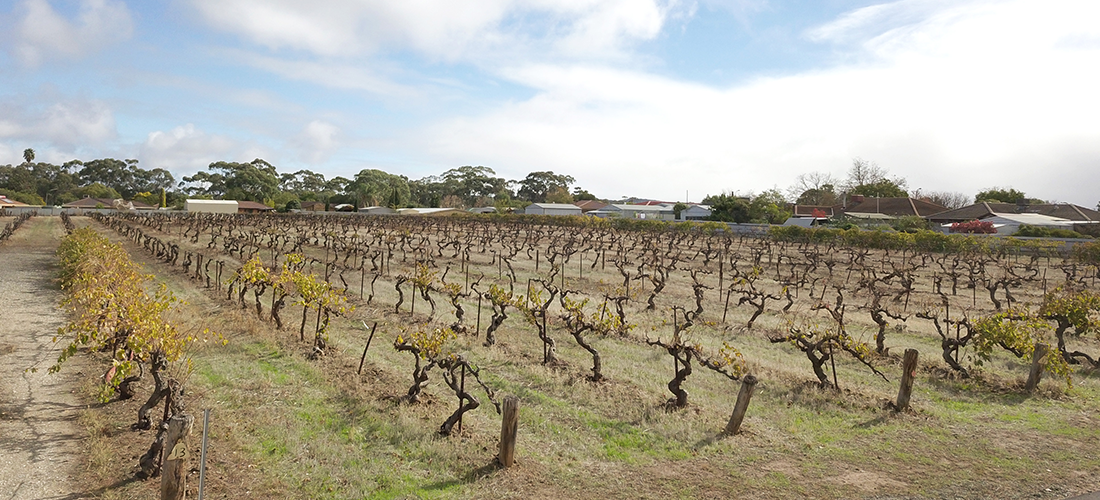 Welland vines